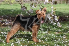 Terrier - Welsh
