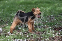 Terrier - Welsh