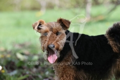 Terrier - Welsh