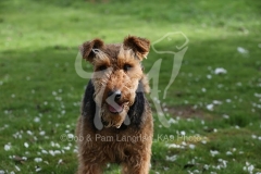 Terrier - Welsh
