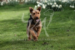 Terrier - Welsh