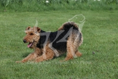 Terrier - Welsh