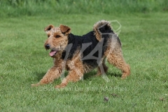 Terrier - Welsh