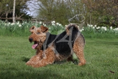 Terrier - Welsh