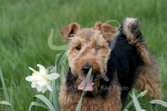 Terrier - Welsh