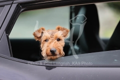 Terrier - Welsh
