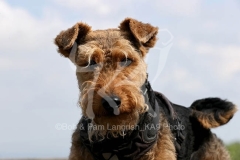 Terrier - Welsh