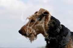 Terrier - Welsh