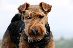 Terrier - Welsh