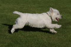 Terrier - West Highland White