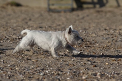 Terrier - West Highland White