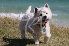 Terrier - West Highland White