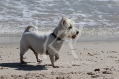 Terrier - West Highland White