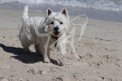 Terrier - West Highland White