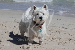 Terrier - West Highland White