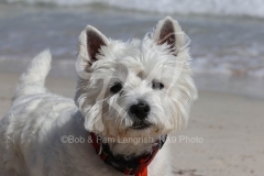 Terrier - West Highland White