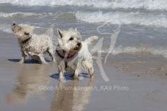 Terrier - West Highland White