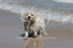 Terrier - West Highland White