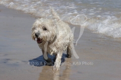 Terrier - West Highland White