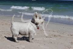 Terrier - West Highland White