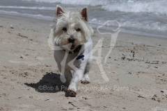 Terrier - West Highland White