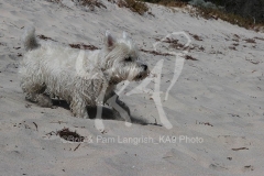 Terrier - West Highland White