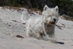 Terrier - West Highland White