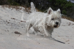 Terrier - West Highland White