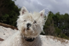 Terrier - West Highland White