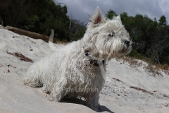 Terrier - West Highland White