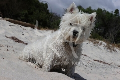 Terrier - West Highland White