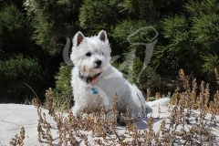 Terrier - West Highland White