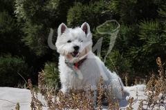 Terrier - West Highland White