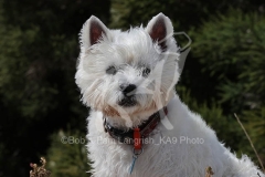 Terrier - West Highland White
