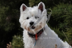 Terrier - West Highland White