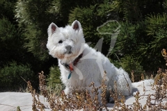Terrier - West Highland White