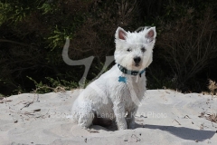 Terrier - West Highland White