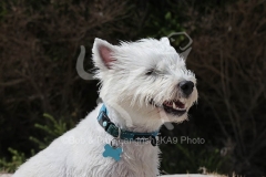 Terrier - West Highland White