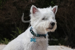 Terrier - West Highland White