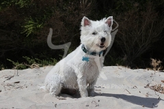 Terrier - West Highland White