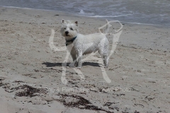 Terrier - West Highland White