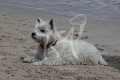 Terrier - West Highland White