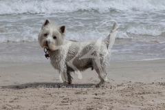 Terrier - West Highland White
