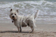 Terrier - West Highland White