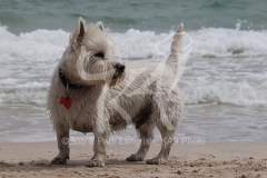 Terrier - West Highland White