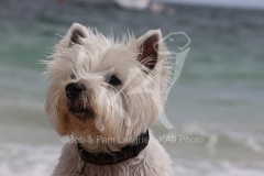 Terrier - West Highland White