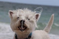 Terrier - West Highland White