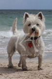 Terrier - West Highland White