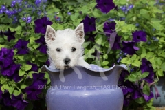 Terrier - West Highland White