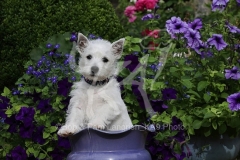Terrier - West Highland White